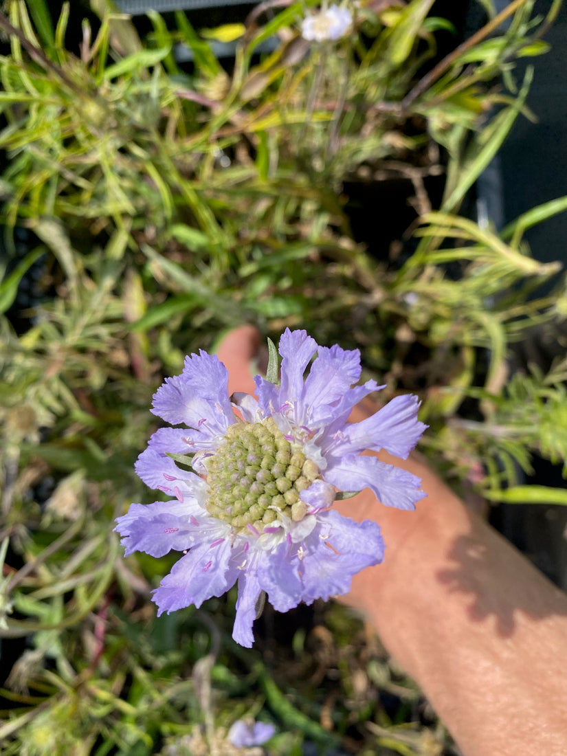 Taubenkraut - Scabiosa caucasica 'Perfecta' Taubenkraut - Scabiosa caucasica 'Perfecta'