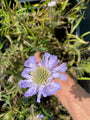 Taubenkraut - Scabiosa caucasica 'Perfecta' Taubenkraut - Scabiosa caucasica 'Perfecta'