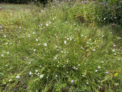 Große Graslilie - Anthericum liliago