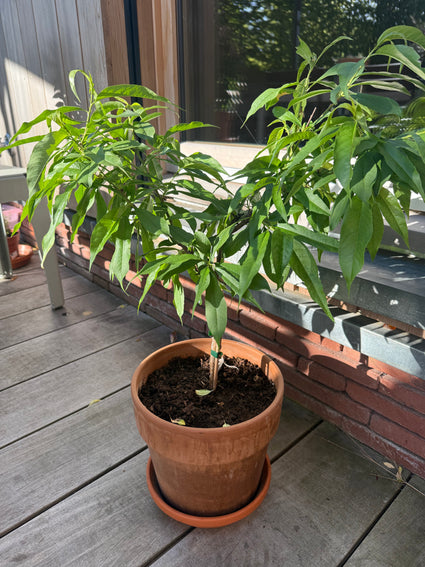 Zwergpfirsich - Prunus persica