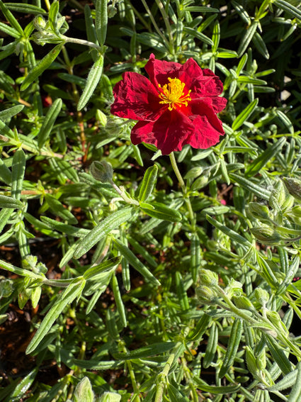 Zistrose - Helianthemum 'Supreme'