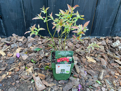 Bio-Blaubeere (rosa Sorte) - Vaccinium corymbosum 'Pink Lemonade'