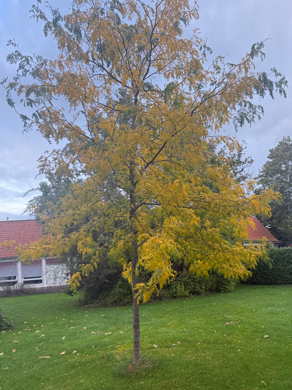 Gelbe Falsche Christusdorn - Gleditsia triacanthos 'Sunburst' Hochstamm