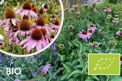 Bio-Lila Sonnenhut – Echinacea purpurea