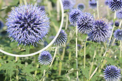 Kugeldistel - Echinops bannaticus 'Taplow Blue'