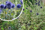 Kugeldistel - Echinops ritro 'Veitch's Blue' Kugeldistel - Echinops ritro 'Veitch's Blue'