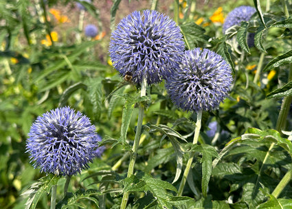 Bio-Kugeldistel - Echinops ritro 'Veitch's Blue'