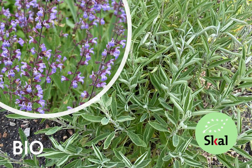 Bio Echter Salbei - Salvia officinalis (Essbare Pflanze) Bio Echter Salbei - Salvia officinalis (Essbare Pflanze)