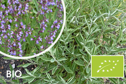 Bio Echter Salbei - Salvia officinalis (Essbare Pflanze)