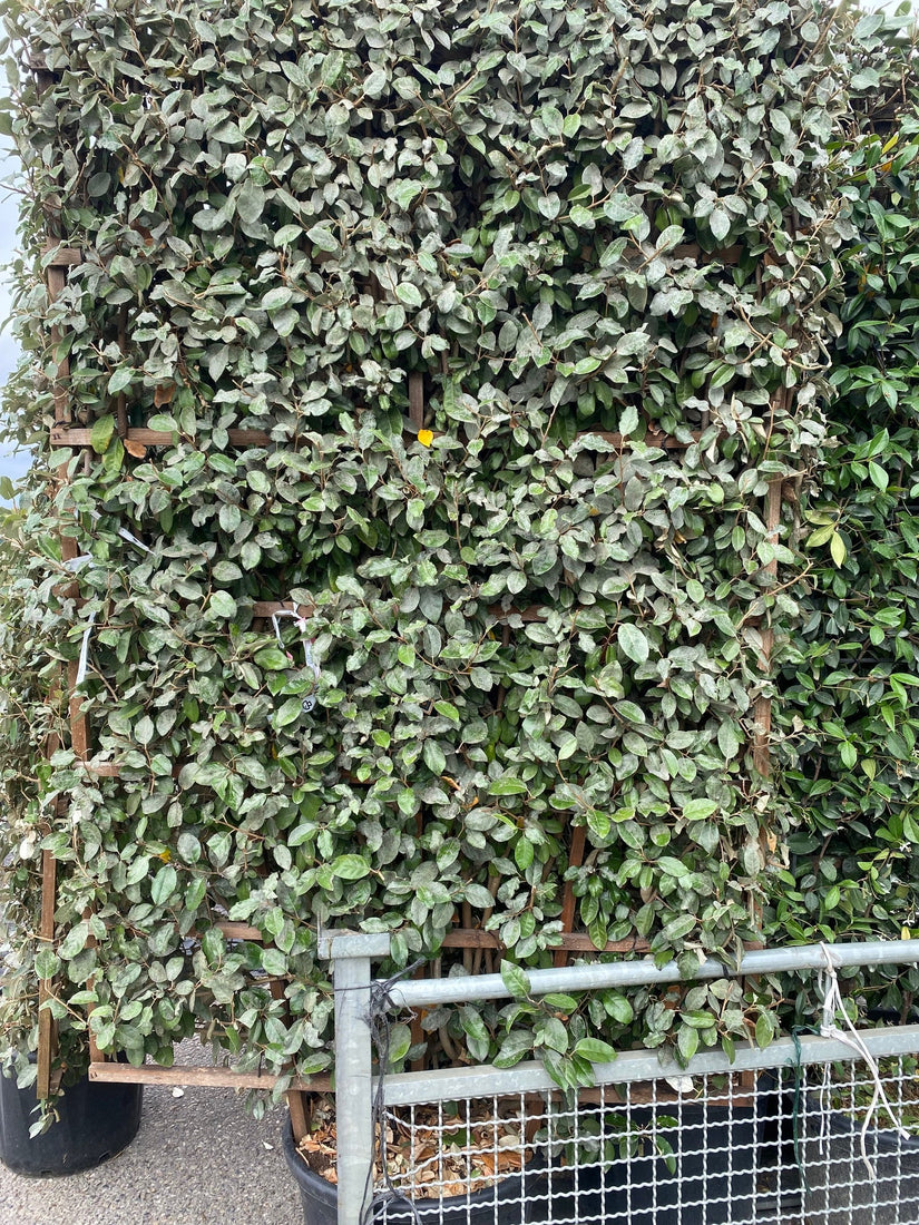 Fertig geschnittene Hecke Immergrüne Ölweide - Elaeagnus ebbingei Compacta 180 x 120 cm Fertig geschnittene Hecke Immergrüne Ölweide - Elaeagnus ebbingei Compacta 180 x 120 cm