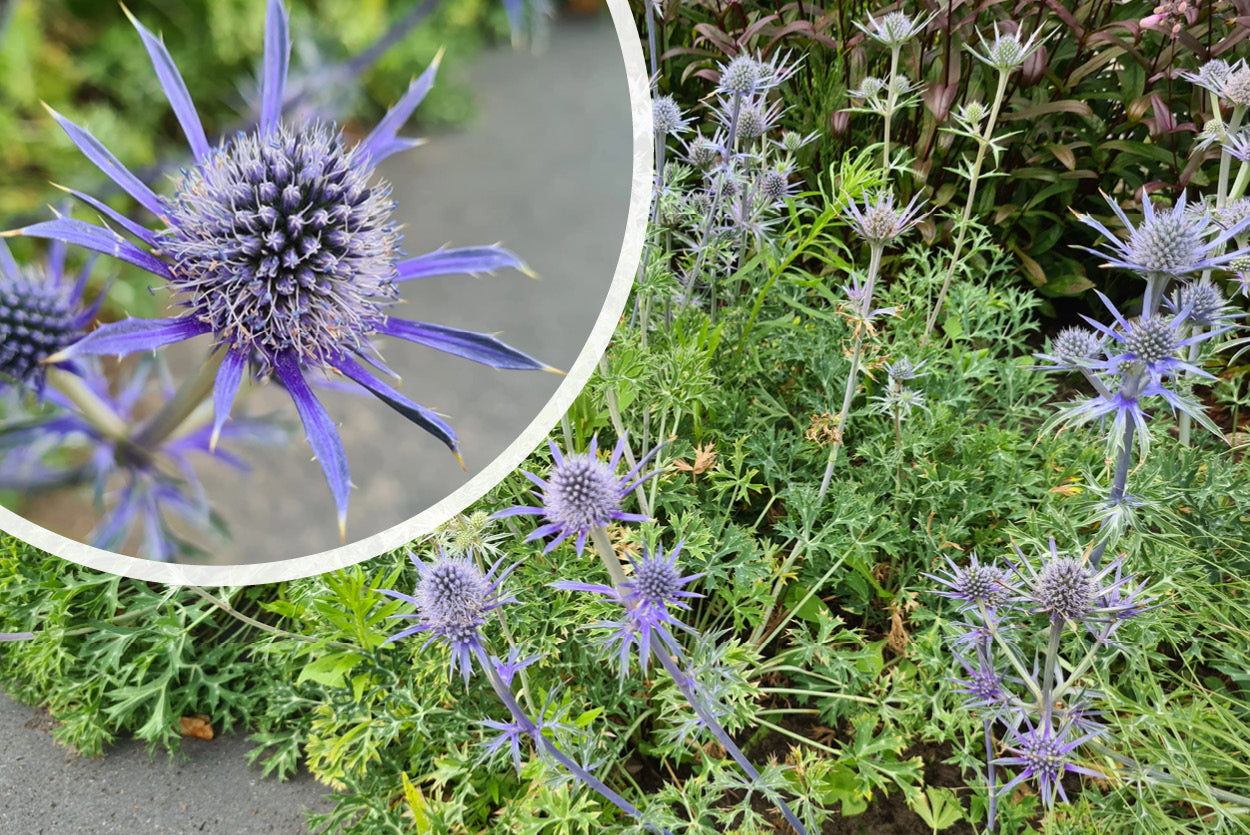 Kaufen Sie die Pflanze Distel Eryngium bourgatii und kombinieren Sie sie