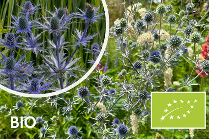 Bio-Kreuzdistel - Eryngium planum