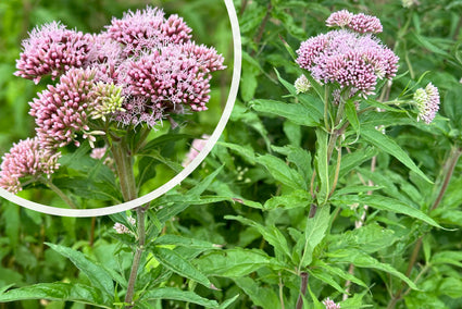 Leberblümchen / Königinnenkraut (Wuchshöhe 125 cm) - Eupatorium cannabinum