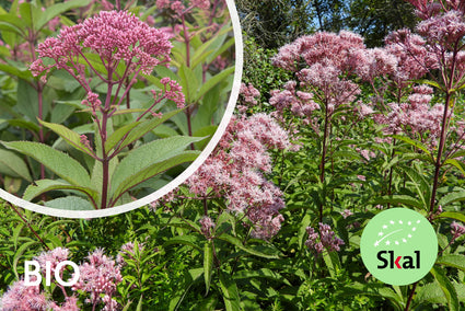 Bio-Königin (Höhe 2 Meter) – Eupatorium mac. 'Atropurpureum'