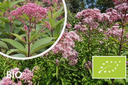 Bio-Königin (Höhe 2 Meter) – Eupatorium mac. 'Atropurpureum'