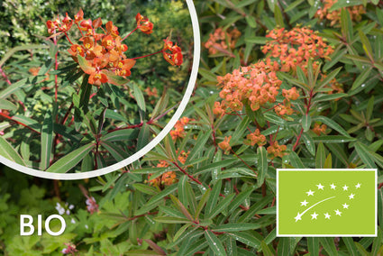Bio-Wolfsmilch - Euphorbia griffithii 'Fireglow'
