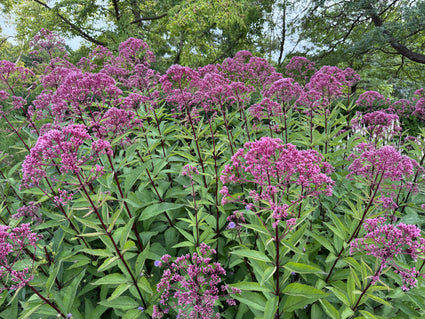 Königinnenkraut - Eupatorium maculatum
