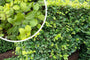 Grüne Buchenhecke - Fagus sylvatica (Immergrüne Buche) Grüne Buchenhecke - Fagus sylvatica (Immergrüne Buche)