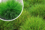 Schwingel - Festuca gautieri Schwingel - Festuca gautieri