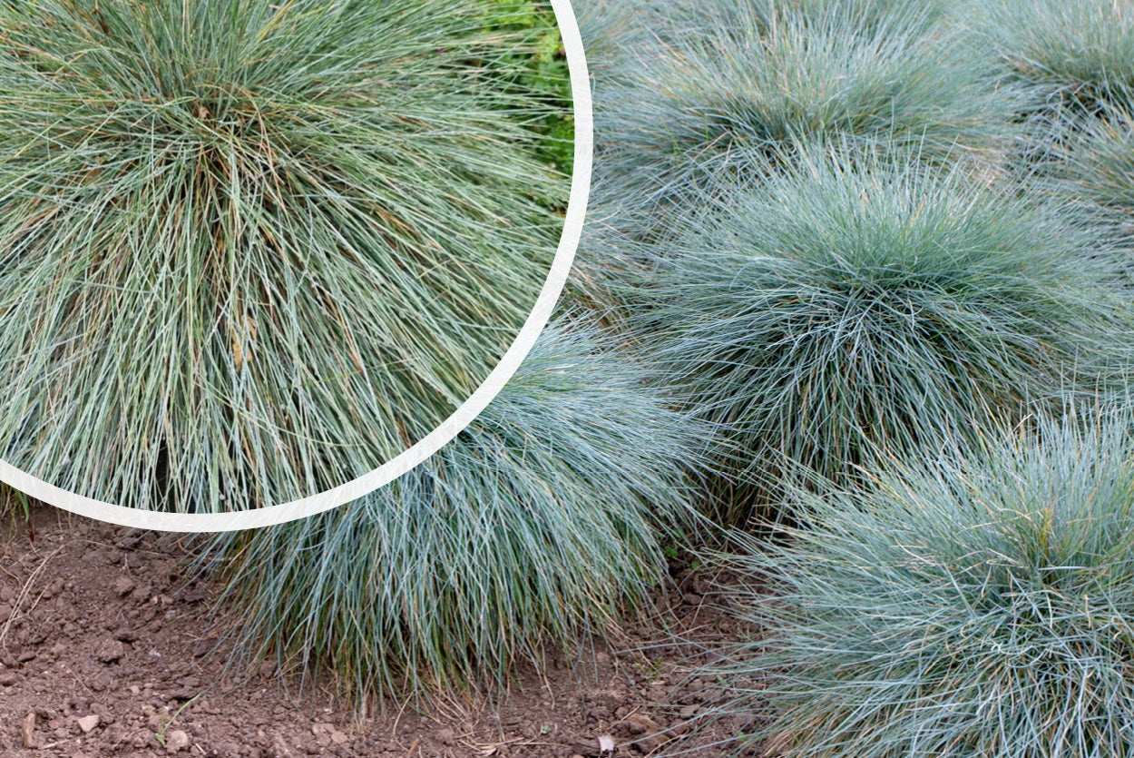 Blaues Schafsgras kaufen und kombinieren Festuca glauca Ziergras