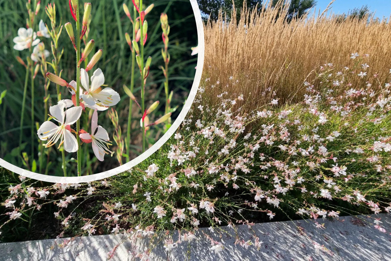 Kaufen Sie wunderschöne Stauden von Gaura Lindheimeri