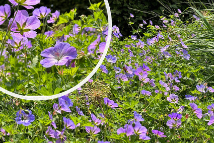 Storchschnabel (mittlere Höhe) - Geranie 'Orion'