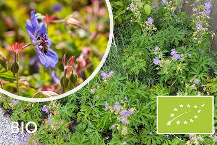 Bio Wiesen-Storchschnabel (Lila/Blau 70 cm) - Geranium Pratense