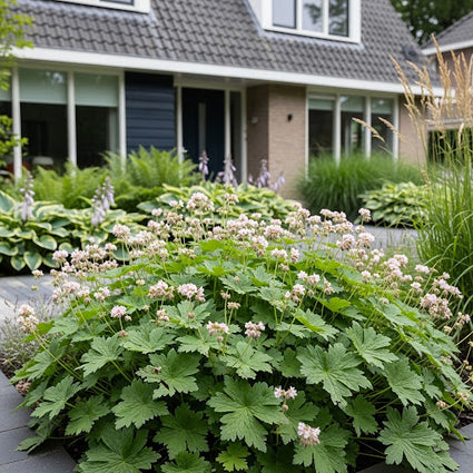 Bio-Storchschnabel - Geranium macrorrhizum 'Spessart'