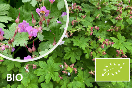 Bio-Storchschnabel - Geranium Macrorrhizum