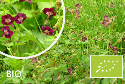 Dunkelvioletter Storchschnabel - Bio Geranium phaeum