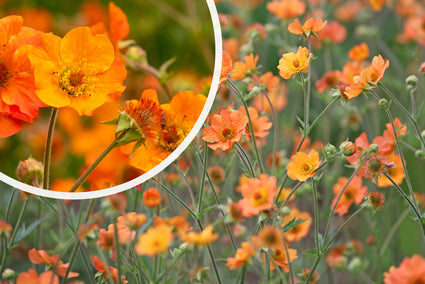 Nailwort Orange (Höhe 60 cm) - Geum 'Totally tangerine'