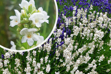 Gewöhnlicher Lavendel (Weiß) - Lavandula angustifolia 'Alba'