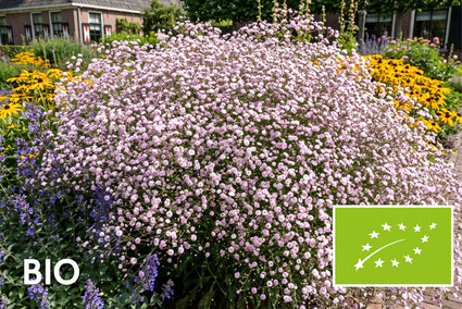 Bio Schleierkraut - Gypsophila 'Rosenschleier'