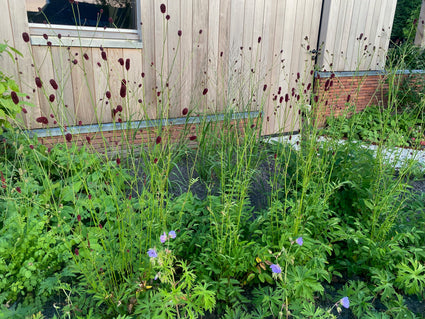 Japanischer Gauchheil (Höhe 150 cm) - Sanguisorba 'Officinalis'