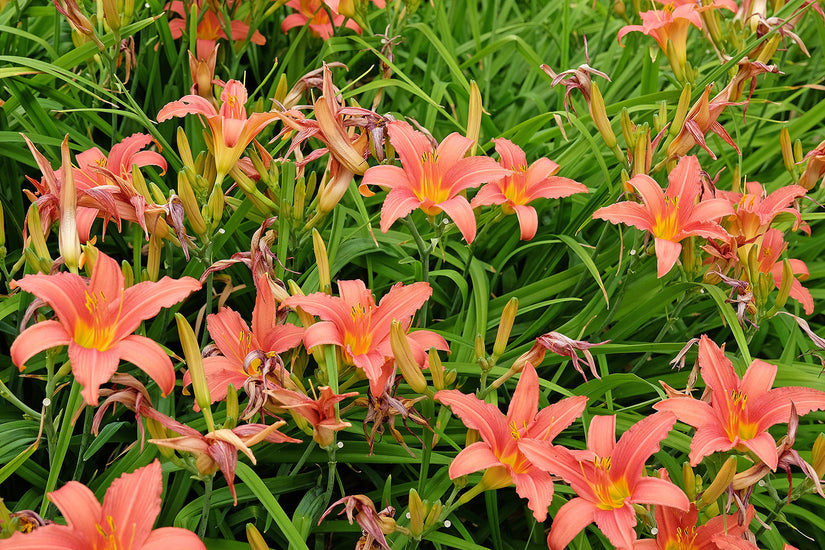 Beetpaket Julia – Stauden – Rosa und Rot – Halbschatten Beetpaket Julia – Stauden – Rosa und Rot – Halbschatten