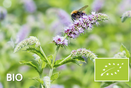 Bio-Minze – Mentha longifolia
