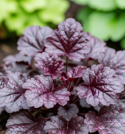 Purplebell - Heuchera 'Obsidian' TIPP