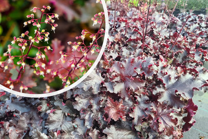 Lila Glocke (dunkelviolette Blätter) – Heuchera micrantha „Palace Purple“ TIPP