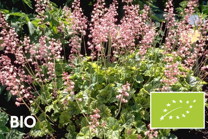 Bio-Purpurglöckchen - Heucherella alba 'Bridget Bloom'