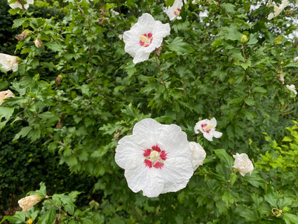 Wildrose am Stamm (rot) - Hibiscus syriacus 'Red Heart'
