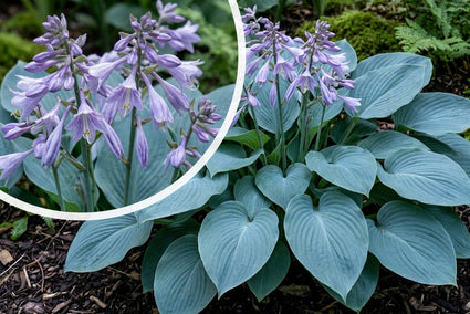 Bunte Herzlilie - Hosta 'Undulata Albomarginata'