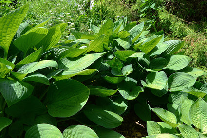 Bio-Herzlilie - Hosta sieboldiana 'Elegans'