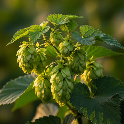 Hopfenpflanze - Humulus Lupupus 'Nordbräu'