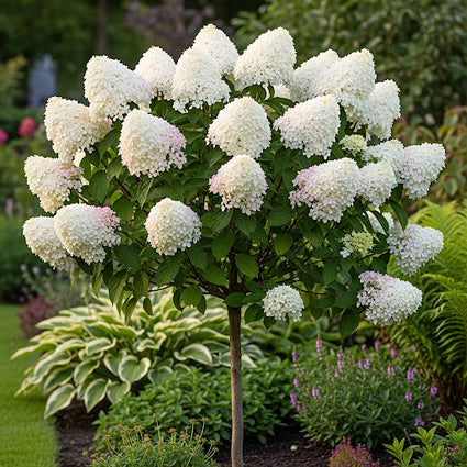 Hortensie am Stiel - Hydrangea paniculata 'Diamantino'