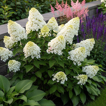 Rispenhortensie - Hydrangea paniculata 'Kyushu'