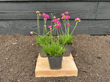 Englisches Gras (Rosa) - Armeria maritima 'Splendens' (auch pro/m2)