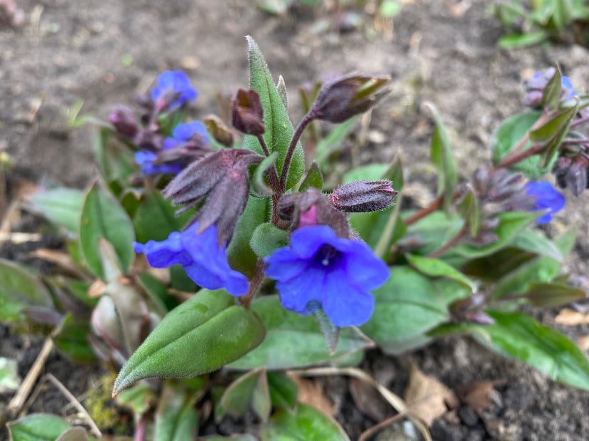 Lungenkraut (Blau) - Pulmonaria angustifolia 'Blue Ensign' BIO Lungenkraut (Blau) - Pulmonaria angustifolia 'Blue Ensign' BIO