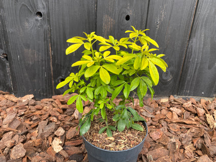 Choisya Ternata Sundance in c2 pot