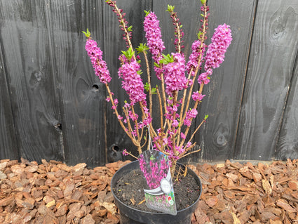 Rood Peperboompje foto maart pot c7.5 60-80 cm