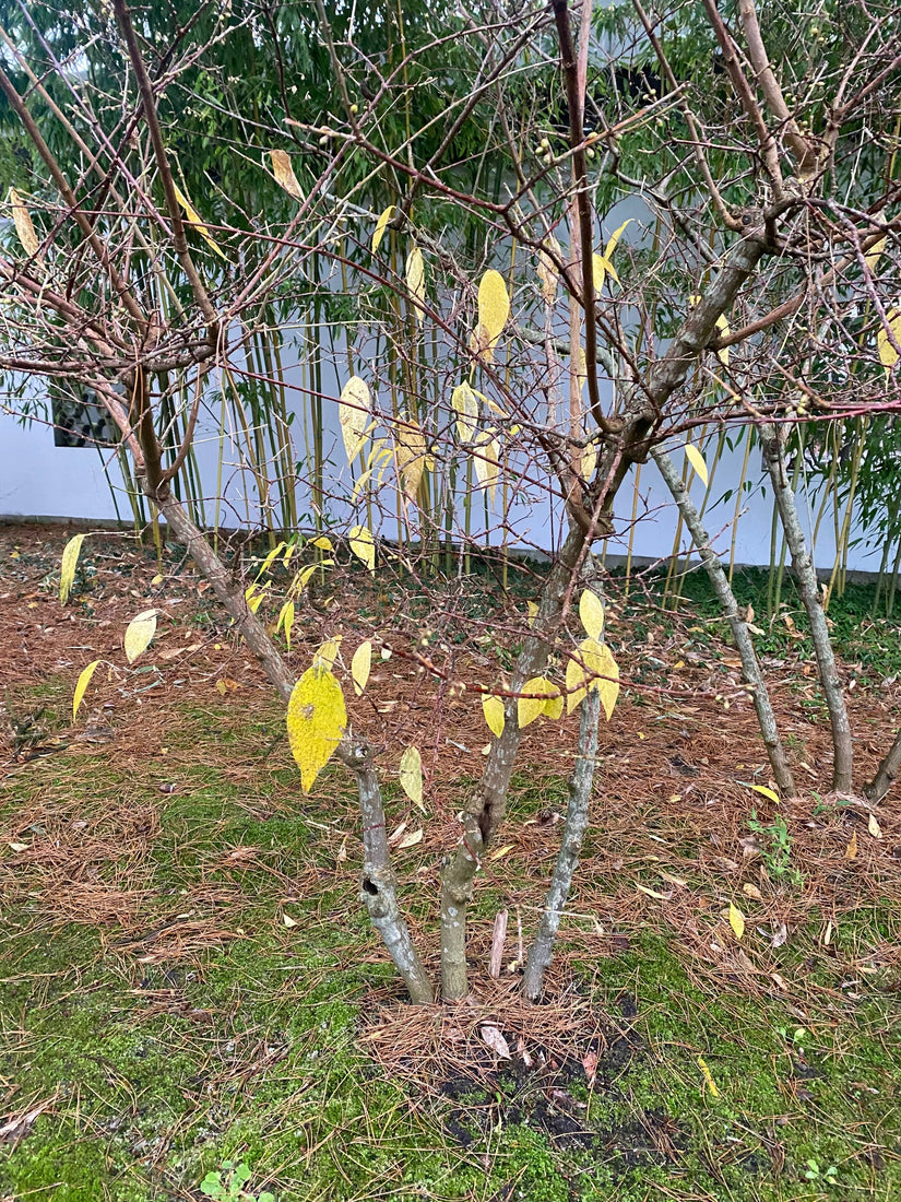 winterbeeld winterbeeld